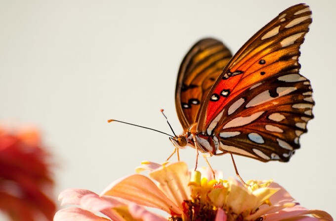 Ventral view of Agraulis vanillae butterfly against light background